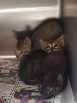 Tabby Cats Available for Adoption in Nacogdoches, Texas - Strawberry | PetCurious