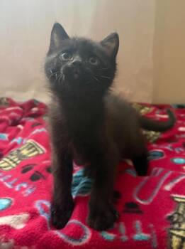 Domestic Short Hair Cats Available for Adoption in Maryville, Missouri - Onyx | PetCurious