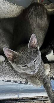 Domestic Short Hair Cats Available for Adoption - Uno 11.3.25 | PetCurious