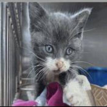 A1048398 Minty -  Domestic Short Hair Cat for Adoption in Pleasant Hill, California - A1048398 Minty | PetCurious