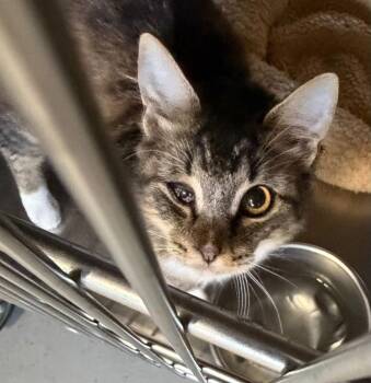 Domestic Medium Hair Cats Available for Adoption - Leela | PetCurious