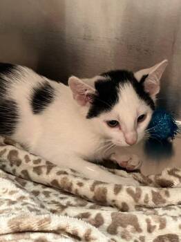 Cael -  Domestic Short Hair Cat for Adoption in Logan, Utah - Cael | PetCurious
