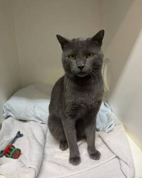 Barnabas -  Domestic Short Hair Cat for Adoption in Bloomfield, New Jersey - Barnabas | PetCurious