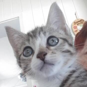 Domestic Short Hair Cats Available for Adoption in Lakeland, Florida - Wags | PetCurious