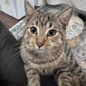 Domestic Short Hair Cats Available for Adoption in Titusville, Florida - Benny | PetCurious