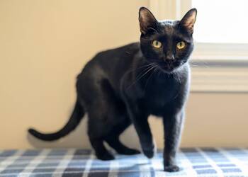 Waldorf -  Bombay and Domestic Short Hair Cat for Adoption in Buford, Georgia - Waldorf | PetCurious