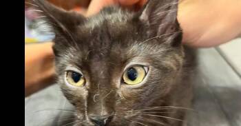Thumbs -  Domestic Short Hair Cat for Adoption in Dayton, Minnesota - Thumbs | PetCurious
