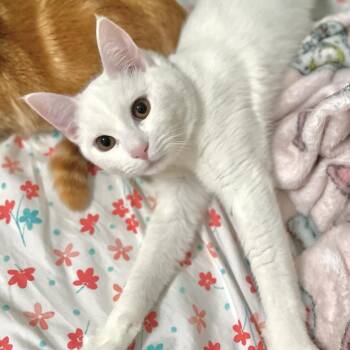Domestic Short Hair Cats Available for Adoption in Weehawken Township, New Jersey - Astro | PetCurious