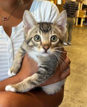 Elroy -  Tabby and Domestic Short Hair Cat for Adoption in Walnut Creek, California - Elroy | PetCurious