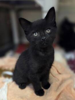 Dewey -  Domestic Short Hair Cat for Adoption in Westland, Michigan - Dewey | PetCurious