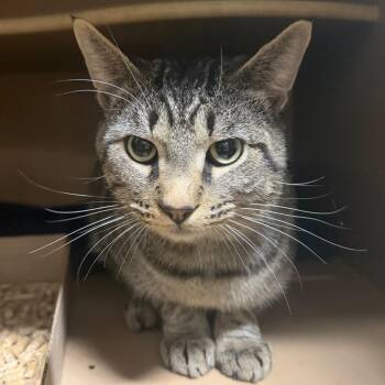 Mr. Knubs -  Domestic Short Hair Cat for Adoption in Madisonville, Kentucky - Mr. Knubs | PetCurious