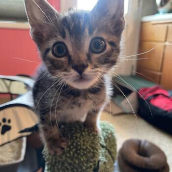 Quince -  Domestic Short Hair Cat for Adoption in Pasadena, California - Quince | PetCurious