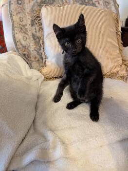 Clyde -  Domestic Short Hair Cat for Adoption in Oviedo, Florida - Clyde | PetCurious