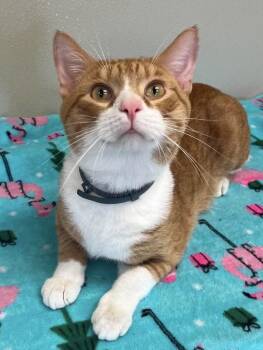 Domestic Short Hair Cats Available for Adoption in Osgood, Indiana - Cheeto | PetCurious