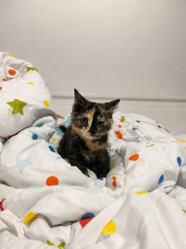 Wasabi -  Domestic Short Hair Cat for Adoption in Calgary, Alberta - Wasabi | PetCurious