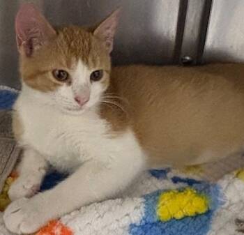 Rescue Domestic Short Hair Cats for Adoption in Allegan, Michigan - Leeroy | PetCurious