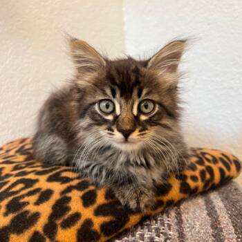 Linus -  Domestic Short Hair Cat for Adoption in Long Beach, California - Linus | PetCurious