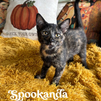 Rescue Domestic Short Hair Cats for Adoption in Fort Lauderdale, Florida - Spookanda | PetCurious