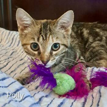Polly -  Domestic Short Hair Cat for Adoption in Groveland, Massachusetts - Polly | PetCurious
