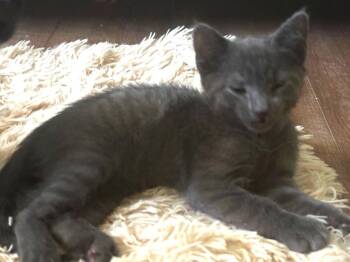 Bunny -  Domestic Short Hair Cat for Adoption in Lambertville, New Jersey - Bunny | PetCurious
