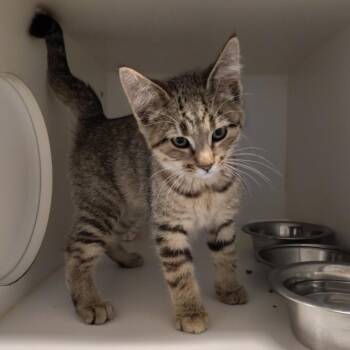 Spring Peeper -  Domestic Short Hair Cat for Adoption in Dearborn, Michigan - Spring Peeper | PetCurious