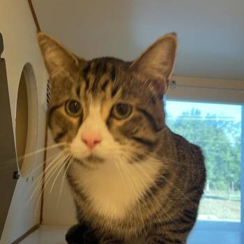 Colonel Cooper -  Domestic Short Hair Cat for Adoption in Norman, Oklahoma - Colonel Cooper | PetCurious