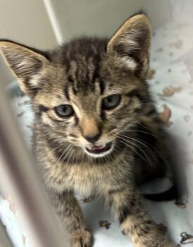 864-26 -  Domestic Short Hair Cat for Adoption in Cumming, Georgia - 864-26 | PetCurious