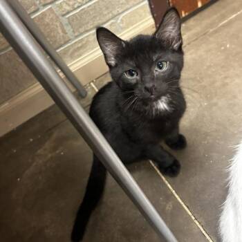 Taurine -  Domestic Short Hair Cat for Adoption in Davenport, Iowa - Taurine | PetCurious