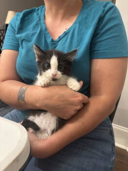 Rescue Domestic Short Hair Cats for Adoption in Camden, South Carolina - Dozer (Available For Pre-adoption) | PetCurious