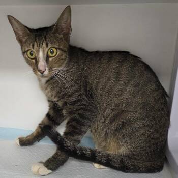 Tawny -  Domestic Short Hair Cat for Adoption in Jupiter, Florida - Tawny | PetCurious