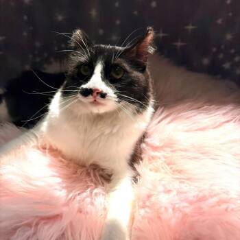 Pepper -  Domestic Medium Hair Cat for Adoption in Riverwoods, Illinois - Pepper | PetCurious