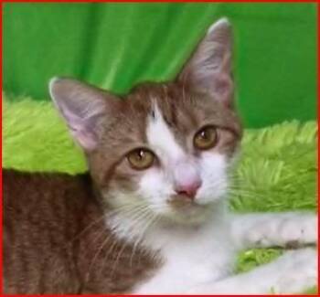 Dandelion -  Domestic Short Hair Cat for Adoption in Cumberland, Maine - Dandelion | PetCurious