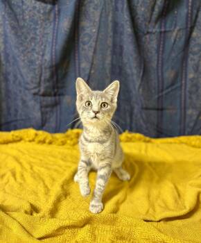 Flint -  Domestic Short Hair Cat for Adoption in Upper Sandusky, Ohio - Flint | PetCurious