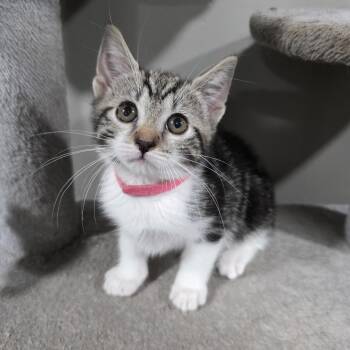 Rescue Domestic Short Hair and Tabby Cats for Adoption in Mastic, New York - Reyna | PetCurious