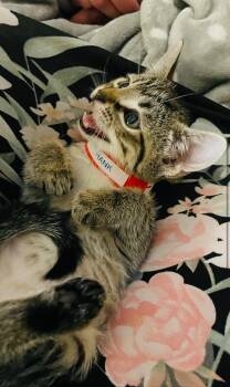 Rescue Domestic Short Hair Cats for Adoption in Vancouver, British Columbia - Hank | PetCurious