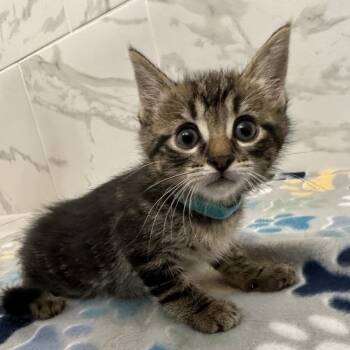 Rocket -  Domestic Short Hair Cat for Adoption in Huntsville, Alabama - Rocket | PetCurious