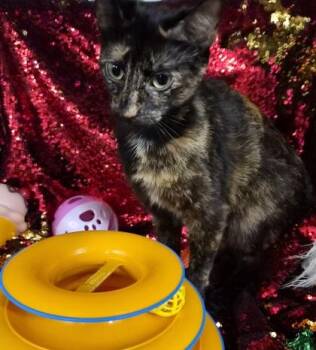 Caroline -  Domestic Short Hair Cat for Adoption in Conway, South Carolina - Caroline | PetCurious