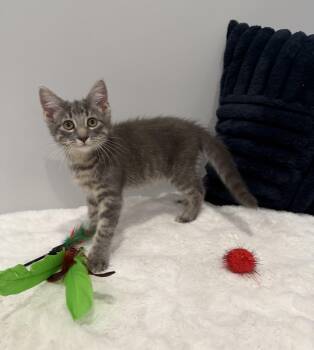 McSteamy -  Domestic Medium Hair Cat for Adoption in Chicago, Illinois - McSteamy | PetCurious