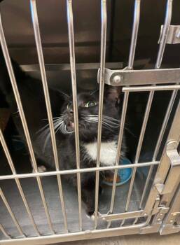 Daisy -  Domestic Short Hair Cat for Adoption in Bossier City, Louisiana - Daisy | PetCurious