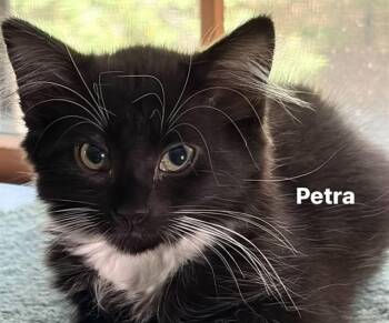 PETRA -  Domestic Short Hair Cat for Adoption in Springfield, Massachusetts - PETRA | PetCurious