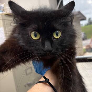 Domestic Long Hair Cats Available for Adoption in Columbiana, Alabama - Fabric Softner | PetCurious
