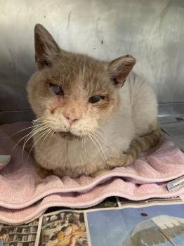 JONAS -  Domestic Short Hair Cat for Adoption in Long Beach, California - JONAS | PetCurious