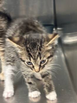 Rescue Domestic Short Hair Cats for Adoption in Ellijay, Georgia - Thumper | PetCurious