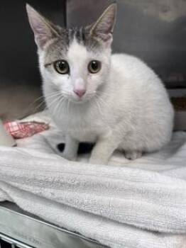 Domestic Short Hair Cats Available for Adoption in El Paso, Texas - 60873814 | PetCurious