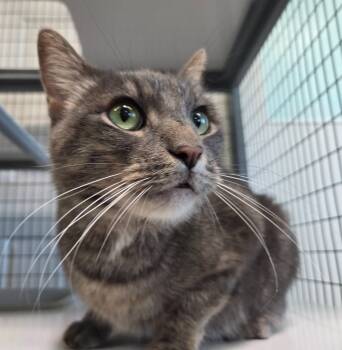 Rescue Domestic Short Hair Cats for Adoption in Gold Beach, Oregon - Moe | PetCurious