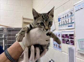 JAKEY -  Domestic Short Hair Cat for Adoption in Santa Fe, New Mexico - JAKEY | PetCurious