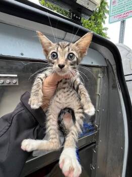 MIKEY -  Domestic Short Hair Cat for Adoption in Doral, Florida - MIKEY | PetCurious