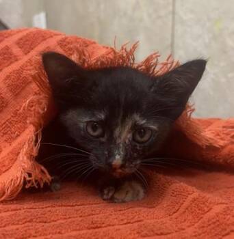 Tostada -  Domestic Short Hair Cat for Adoption in Honolulu, Hawaii - Tostada | PetCurious