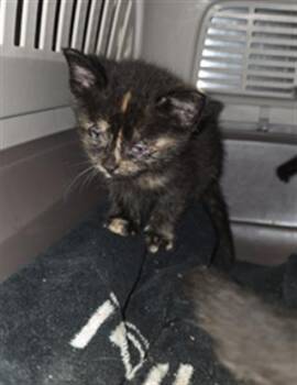 A658057 -  Domestic Short Hair Cat for Adoption in Houston, Texas - A658057 | PetCurious