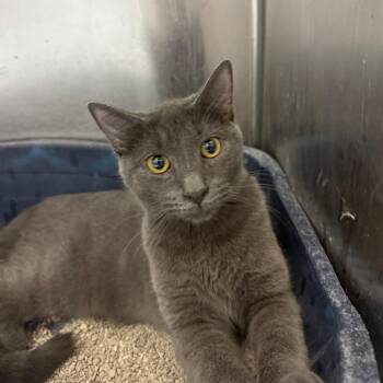 Jesse -  Russian Blue Cat for Adoption in Casa Grande, Arizona - Jesse | PetCurious